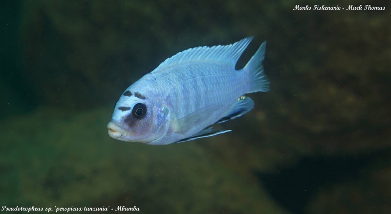 Pseudotropheus sp. 'perspicax tanzania' Mbamba